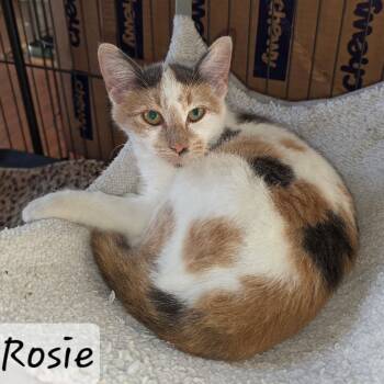 Rescue Domestic Short Hair Cats for Adoption in Waldorf, Maryland - Rosie | PetCurious