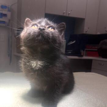 Illini -  Domestic Medium Hair Cat Available for Adoption in Winston-salem, North Carolina - Illini | PetCurious