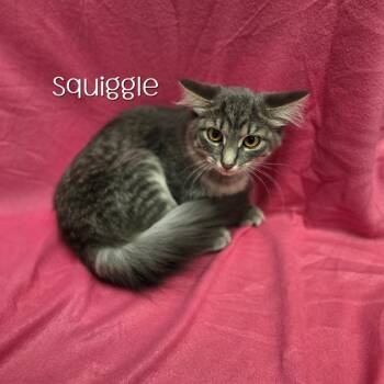 Squiggle -  Domestic Medium Hair Cat for Adoption in Parkersburg, West Virginia - Squiggle | PetCurious