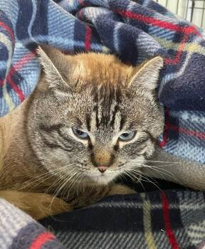 Domestic Short Hair and Siamese Cats Available for Adoption - Sunny | PetCurious