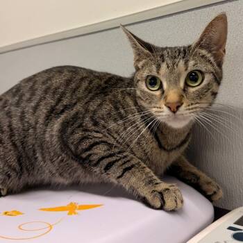 Katie -  Domestic Short Hair Cat for Adoption in Tampa, Florida - Katie | PetCurious