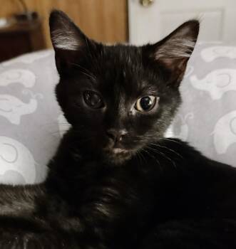 Rescue Bombay and Tabby Cats for Adoption in Philadelphia, Pennsylvania - Cyclops Aka Clopsy | PetCurious