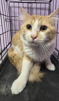 61523710 -  Domestic Short Hair Cat for Adoption in El Paso, Texas - 61523710 | PetCurious