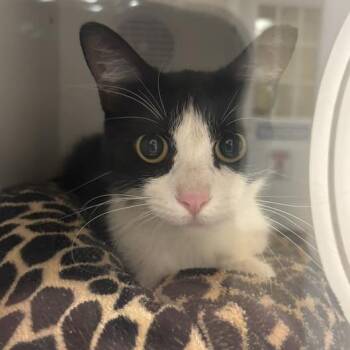 Spoons -  Domestic Short Hair Cat for Adoption in Tempe, Arizona - Spoons | PetCurious