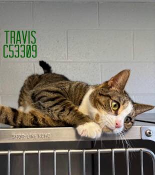 Domestic Short Hair Cats Available for Adoption in Clarksville, Tennessee - Travis | PetCurious