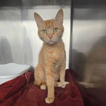 Ginger -  Domestic Short Hair Cat for Adoption in Spokane, Washington - Ginger | PetCurious