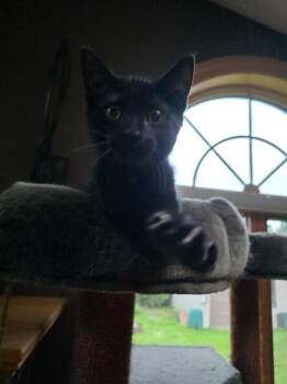 Edgar 2 -  Domestic Short Hair Cat for Adoption in Arthur, Ontario - Edgar 2 | PetCurious