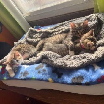 Domestic Short Hair Cats Available for Adoption - Hayley C11009 | PetCurious