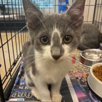 Rescue Domestic Short Hair Cats for Adoption in San Antonio, Texas - Barrel | PetCurious