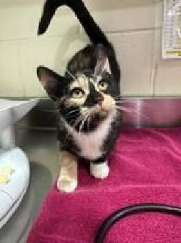 Domestic Short Hair Cats Available for Adoption in Manitowoc, Wisconsin - Kathleen | PetCurious