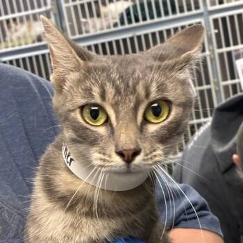 Heather -  Domestic Short Hair Cat for Adoption in Birmingham, Alabama - Heather | PetCurious