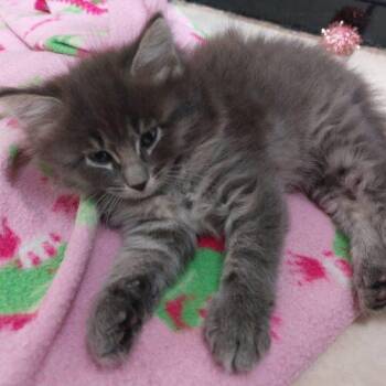 Asher -  Domestic Short Hair Cat for Adoption in Tampa, Florida - Asher | PetCurious