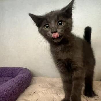 Christopher -  Domestic Short Hair Cat for Adoption in Dayton, Ohio - Christopher | PetCurious
