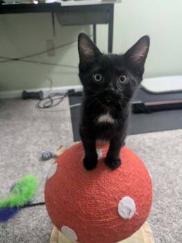 Rescue Domestic Short Hair Cats for Adoption in Telford, Pennsylvania - Mesa (Lost For Words Litter) | PetCurious