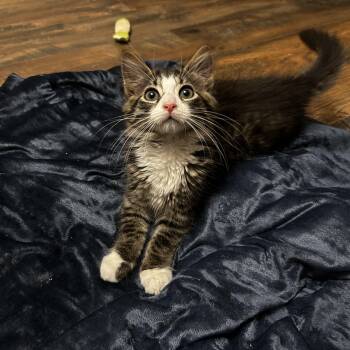 Rod -  Domestic Long Hair Cat for Adoption in Warrington, Pennsylvania - Rod | PetCurious