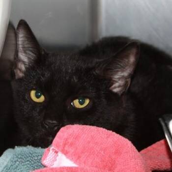 Alligator -  Domestic Short Hair Cat for Adoption in Richmond, Virginia - Alligator | PetCurious