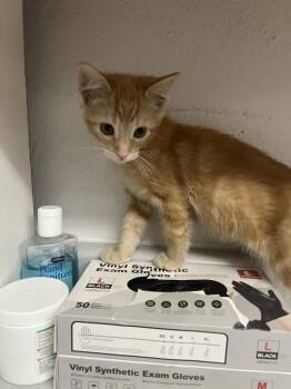 Tumble -  Domestic Short Hair Cat for Adoption in Salmon, Idaho - Tumble | PetCurious