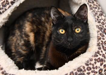 Yoshi -  Domestic Short Hair Cat for Adoption in Seattle, Washington - Yoshi | PetCurious