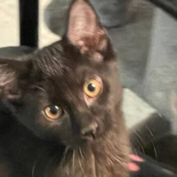 Violet -  Domestic Short Hair Cat for Adoption in Spencer, Indiana - Violet | PetCurious