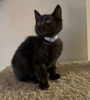 Rescue Domestic Short Hair Cats for Adoption in Parkville, Maryland - Junior Soprano | PetCurious