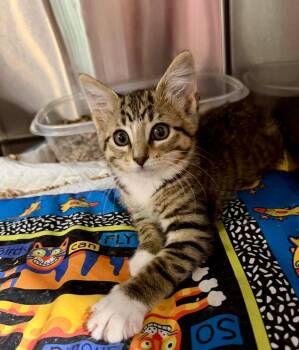 Fern -  Domestic Short Hair Cat for Adoption in Dysart, Iowa - Fern | PetCurious