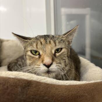 Rescue Domestic Short Hair Cats for Adoption in Richland Center, Wisconsin - Rebecca | PetCurious