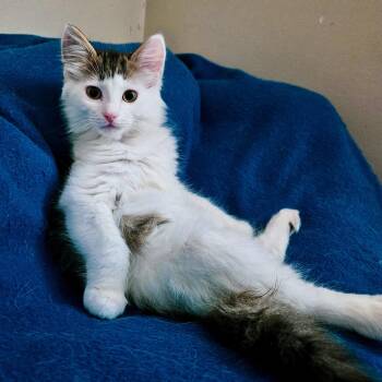 Rescue Domestic Medium Hair Cats for Adoption in Richmond, Virginia - Duke Of Meowington | PetCurious