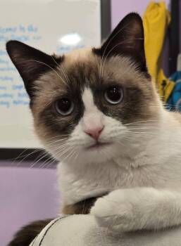 Rescue Snowshoe Cats for Adoption in Coalhurst, Alberta - Bre | PetCurious