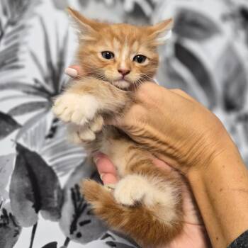 Domestic Medium Hair Cats Available for Adoption in Wahiawa, Hawaii - Orangeadoodle | PetCurious