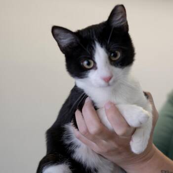 Potluck -  Domestic Short Hair Cat for Adoption in Buffalo, Minnesota - Potluck | PetCurious