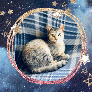 Rescue Domestic Short Hair Cats for Adoption in Belvidere, Illinois - Fairy | PetCurious