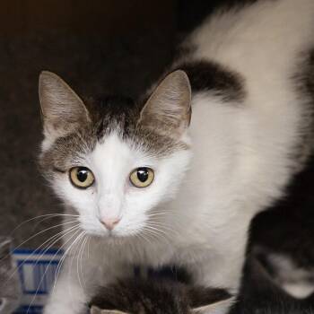 Flora -  Domestic Short Hair Cat for Adoption in Belleville, Illinois - Flora | PetCurious