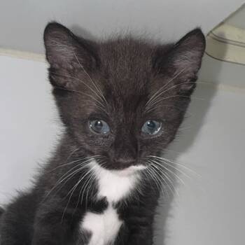 Rescue Domestic Short Hair Cats for Adoption in San Pablo, California - Capricorn "Capri" | PetCurious