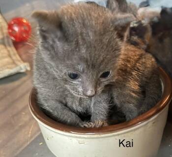 Domestic Short Hair Cats Available for Adoption in Safety Harbor, Florida - Kai | PetCurious