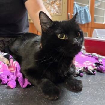 Domestic Short Hair Cats Available for Adoption in Murray, Utah - Jet | PetCurious