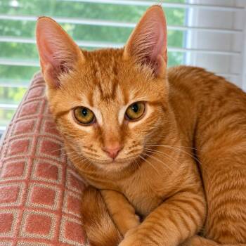 Wemby -  Domestic Short Hair Cat for Adoption in Roswell, Georgia - Wemby | PetCurious