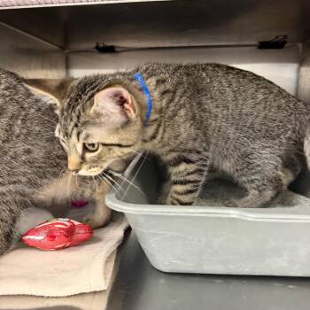 Mr. Lahey -  Domestic Short Hair Cat for Adoption in Buffalo, New York - Mr. Lahey | PetCurious