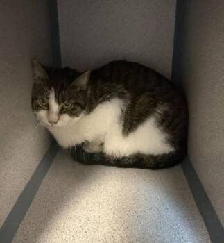 Domestic Short Hair Cats Available for Adoption - Harley | PetCurious