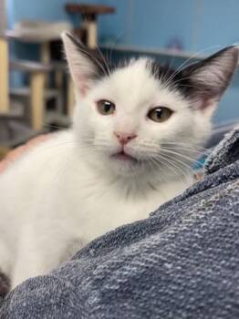Dolly -  Domestic Short Hair Cat for Adoption in Hollister, California - Dolly | PetCurious