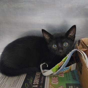 Domestic Short Hair Cats Available for Adoption in Vieques, Vieques - Frida | PetCurious