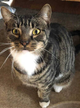 Rescue Domestic Short Hair Cats for Adoption in Mount Laurel Township, New Jersey - Fortune Orchard | PetCurious