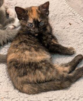 Rescue Domestic Short Hair Cats for Adoption in Greenbelt, Maryland - Rumi | PetCurious