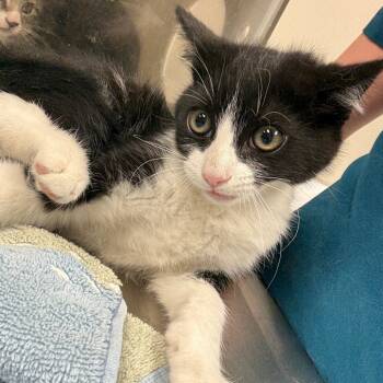 Rescue Domestic Short Hair Cats for Adoption in Reno, Nevada - Zayn Malik | PetCurious