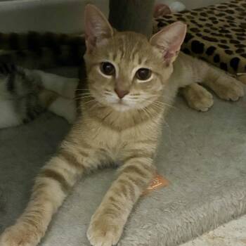 Fawn -  Domestic Short Hair Cat for Adoption in Boca Raton, Florida - Fawn | PetCurious