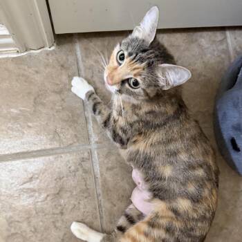 Sheila -  Domestic Short Hair Cat for Adoption in Prosper, Texas - Sheila | PetCurious