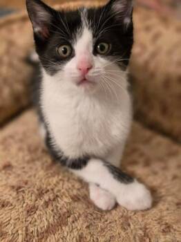 Frizzy -  Domestic Short Hair Cat for Adoption in Mississauga, Ontario - Frizzy | PetCurious
