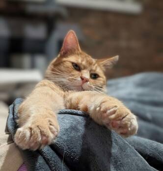 Domestic Short Hair Cats Available for Adoption - Sugar Bear | PetCurious