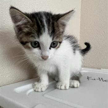 Rebbie -  Domestic Short Hair Cat for Adoption in Kanab, Utah - Rebbie | PetCurious