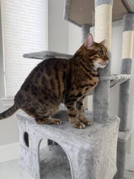 Electra -  Domestic Short Hair Cat for Adoption in Liverpool, Texas - Electra | PetCurious