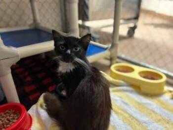 Buttercup -  Domestic Short Hair Cat for Adoption in Gainesville, Florida - Buttercup | PetCurious